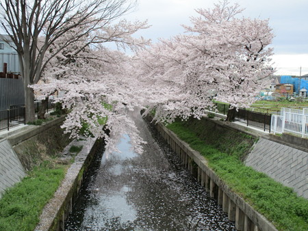 花筏・・・もうちょい