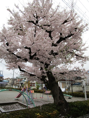 公園の桜