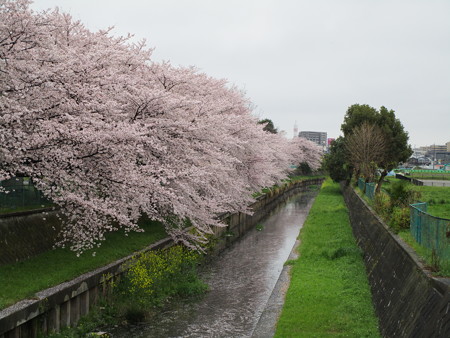 桜と菜の花