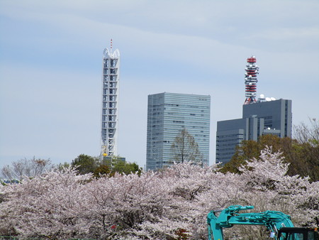 新都心と桜と工事中