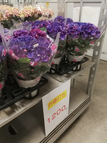resize16547 写真: resize16547