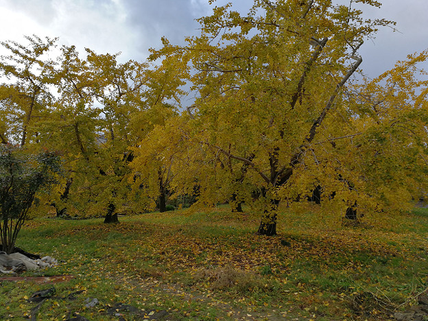 resize18762 写真: resize18762