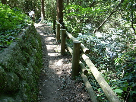 岩地遊歩道の森林コース