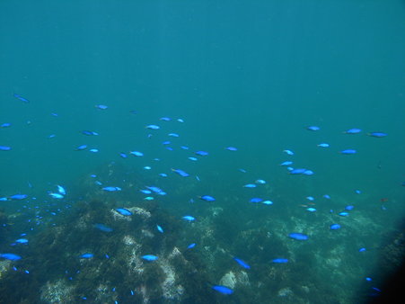 DiCAPac「WP-310」で撮影した小魚達