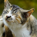 Photos: 野良猫