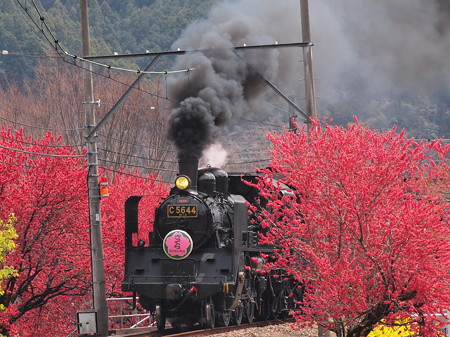 C56 SLかわね路 抜里~川根温泉笹間渡01