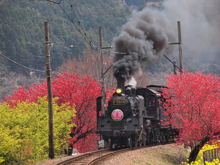 C56 SLかわね路 抜里~川根温泉笹間渡03