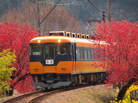 大井川鉄当16000系普通 抜里~川根温泉笹間渡03