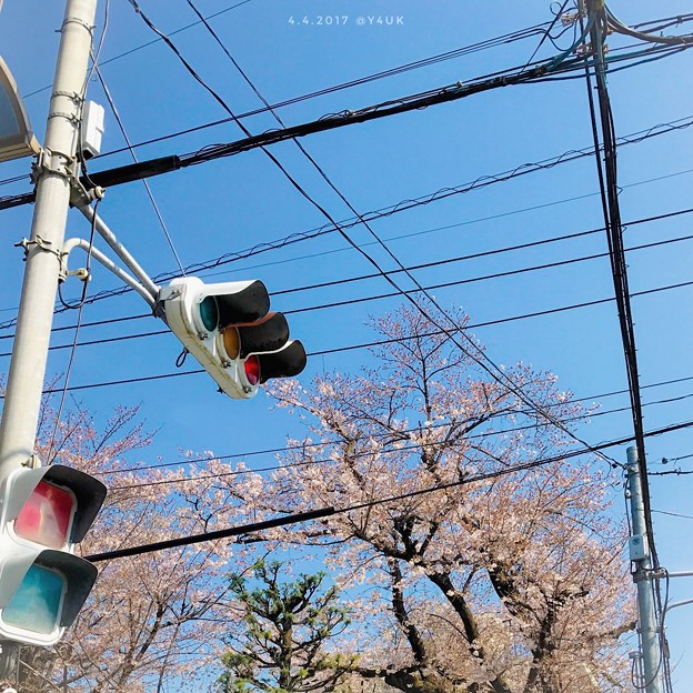 桜と青空と信号、電線、電柱の街角 ～名所が全てじゃない