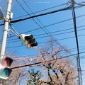 桜と青空と信号、電線、電柱の街角 ～名所が全てじゃない