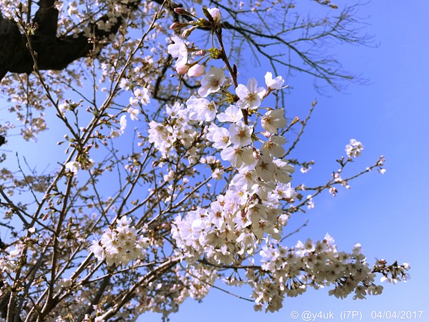 Photos: 桜+青空=最高！ ～♪嬉しさ余って明日はいとしいライヴに逢える♪