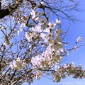 桜+青空=最高！ ～♪嬉しさ余って明日はいとしいライヴに逢える♪