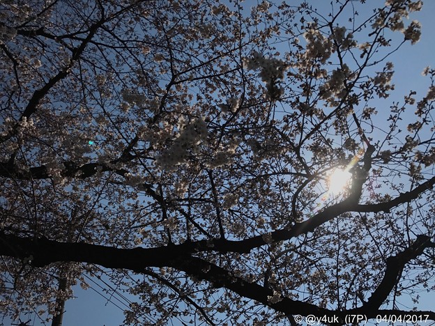 桜と青空と逆光 ～Under the Sun 4.4
