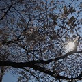 Photos: 桜と青空と逆光 ～Under the Sun 4.4