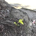 桜の木の下に小さな命2つ ～new baby 4.4