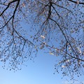 桜と青空と鉄塔が喜んでいる ～blue sky, cherry blossom, steel tower 4.4