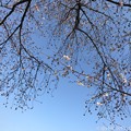 Photos: 桜と青空と鉄塔が喜んでいる ～blue sky, cherry blossom, steel tower 4.4