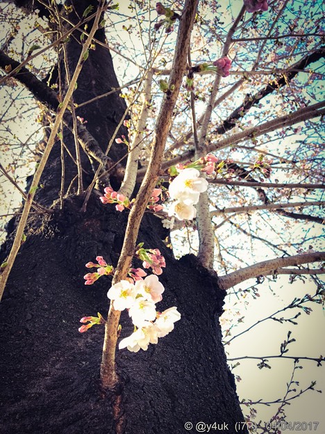 桜の木の桜に ～happiness 4.4