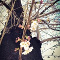 Photos: 桜の木の桜に ～happiness 4.4