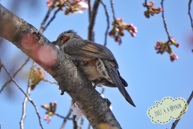 Photos: 桜を撮ってたら鳥さん出現！～ズームデジカメのおかげ