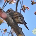 桜を撮ってたら鳥さん出現！～ズームデジカメのおかげ