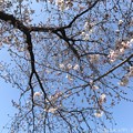 Photos: 4.4桜の木の真ん中に頭上に… ～おわかりだろうか？