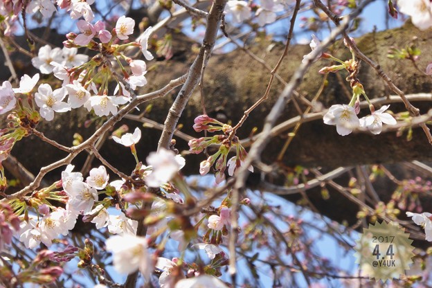桜の蕾 ～これから生きる