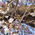 桜の蕾 ～これから生きる