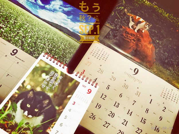 もぅ秋の肌寒さ、もぅ9月スタート ～岩合光昭にゃんこ・信州ソバ畑・猫川柳・カレンダー