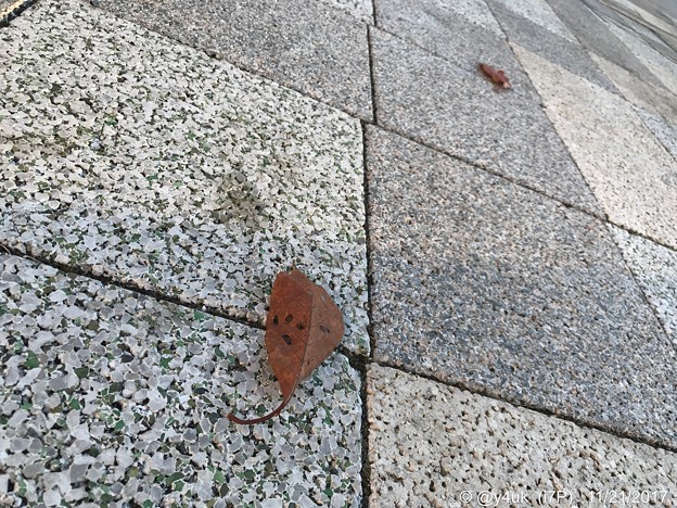 Photos: 舞い落ちた落ち葉、離れた2枚～見にい紅葉～autumn in leaves
