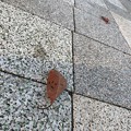 舞い落ちた落ち葉、離れた2枚～見にい紅葉～autumn in leaves