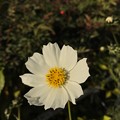 Photos: White Xmas Cosmos ～iPhoneてF1.8単焦点レンズ