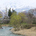 雪山に桜