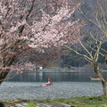 桜と釣り人