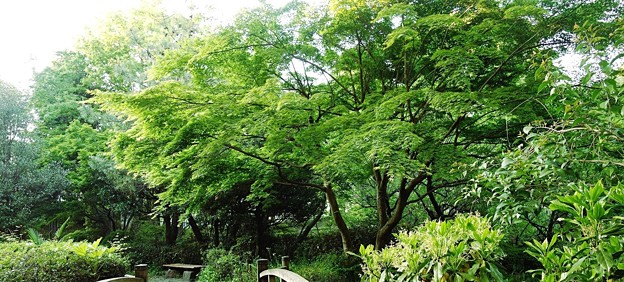 緑道公園 (2)