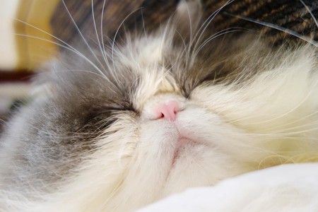 眠ったらぶ~ちゃん2