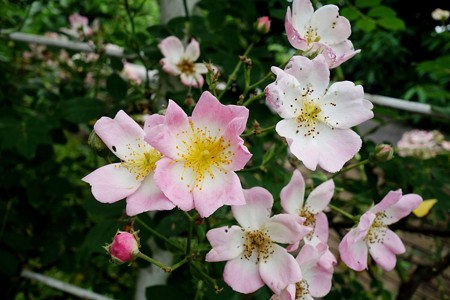 アメリカ山公園 (43)