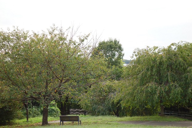 DSC00798