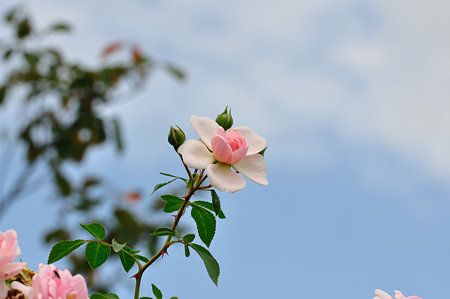 DSC_0067_1658