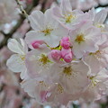オアシスの桜-5
