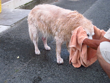 メグのゴムパッキン 久々の盗人犬