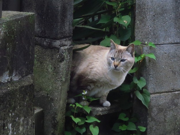 042 タヌキ系シャム猫ミックス 写真共有サイト フォト蔵