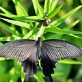 Photos: 綺麗なアゲハ～縦
