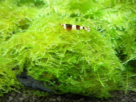 2011 02/07 003