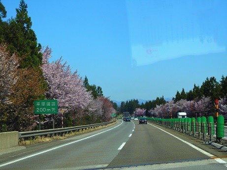 桜の花道＾＾東北自動車道