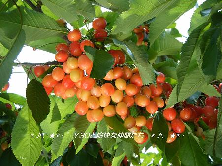 DSCF8560_pa