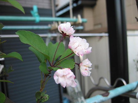 花海棠