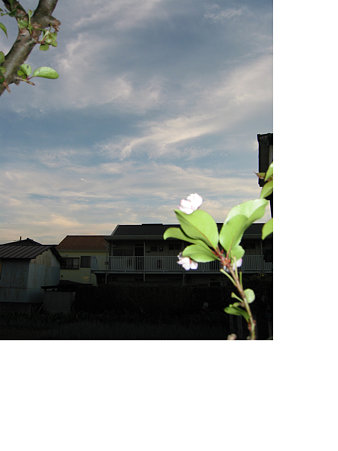 花海棠３