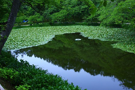 健民公園の大池　　　スイレン(?_?)