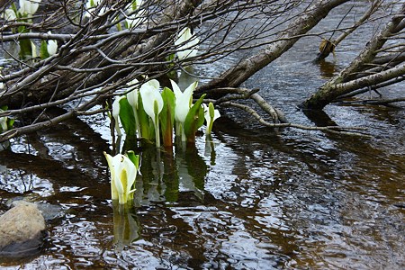 栂池自然園　水芭蕉